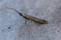 Coleophora deauratella