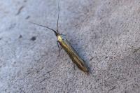 Coleophora deauratella