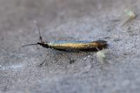 Coleophora deauratella