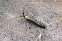 Coleophora deauratella