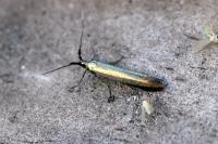 Coleophora deauratella