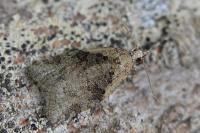 Capua vulgana