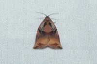 Archips podana