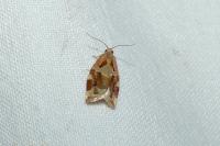 Archips xylosteana