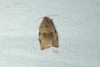 Choristoneura hebenstreitella