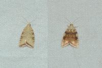 Aleimma loeflingiana