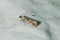 Zeiraphera isertana