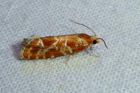 Rhyacionia pinicolana