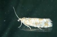 Rhyacionia pinivorana/miniatana