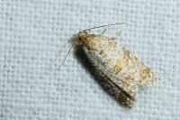 Isotrias stramentana