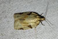 Clepsis spectrana