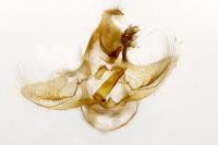 Clepsis spectrana