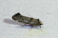 Swammerdamia
