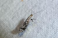 Parornix torquillella