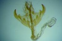 Depressaria eryngiella