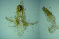 Megacraspedus lanceolellus