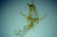 Megacraspedus lanceolellus