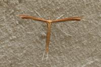 Stenoptilia pterodactyla