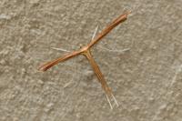 Stenoptilia pterodactyla