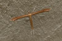 Stenoptilia pterodactyla