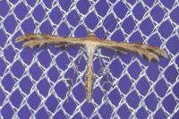 Oxyptilus