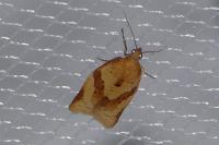 Clepsis consimilana