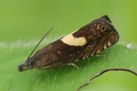 Dichrorampha petiverella