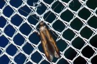 Ochromolopis ictella