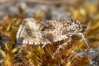 Celypha lacunana