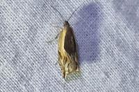 Ancylis apicella
