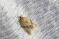 Clepsis consimilana
