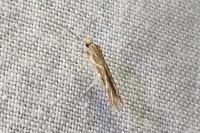 Pyroderces argyrogrammos