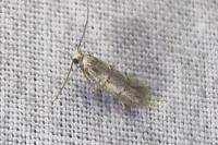 Symmocoides oxybiella