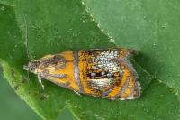 Olethreutes arcuella