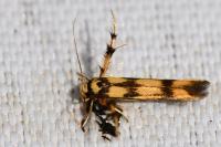 Stathmopoda pedella