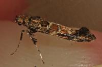 Gracillaria syringella