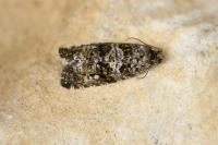Olethreutes turfosana