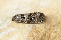 Olethreutes turfosana