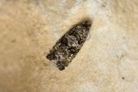 Olethreutes turfosana