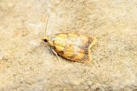 Acleris bergmanniana