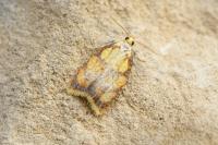 Acleris bergmanniana