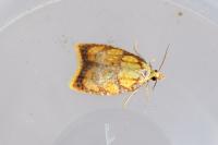 Acleris bergmanniana