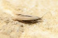 Coleophora