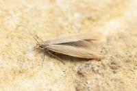 Coleophora