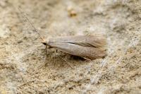 Coleophora gryphipennella