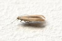Coleophora caespititiella