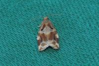 Archips xylosteana