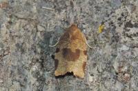 Choristoneura hebenstreitella
