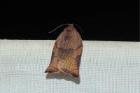 Archips podana