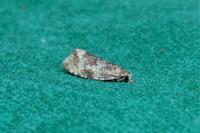 Celypha lacunana